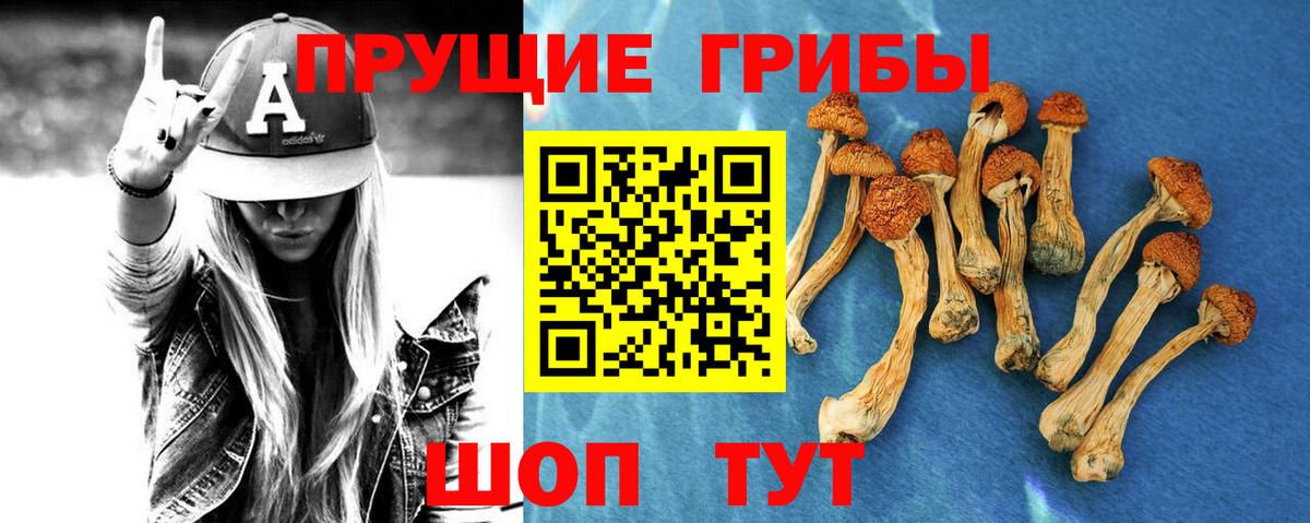 Псилоцибиновые грибы Psilocybine cubensis Дивногорск